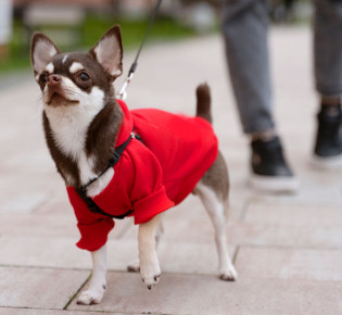 Плюсы и минусы чихуахуа. Что нужно знать перед тем, как завести такую собаку