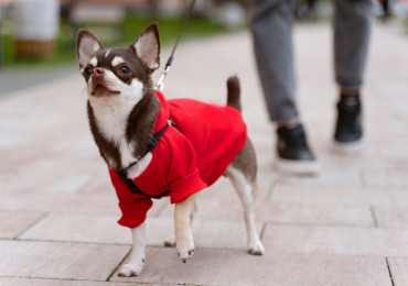 Плюсы и минусы чихуахуа. Что нужно знать перед тем, как завести такую собаку