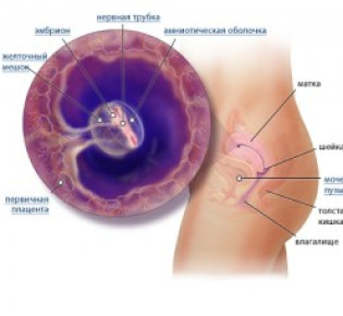 5 неделя беременности