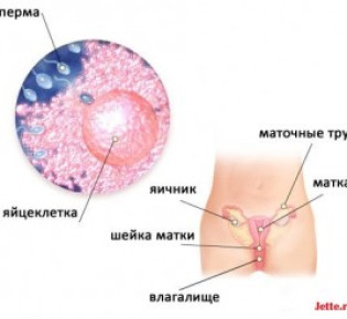 2 неделя беременности