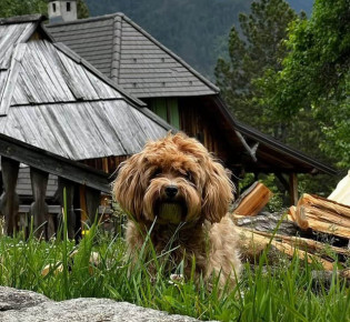 Мальтипу это смесь каких пород