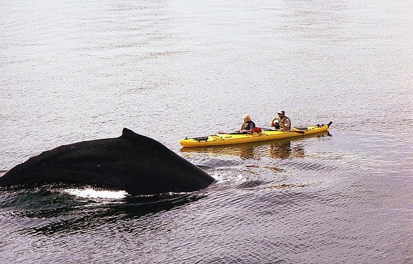Путешествие на байдарке с китами (Аляска)