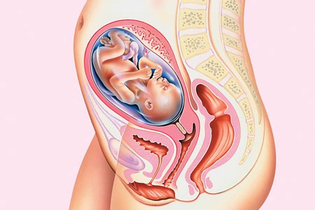 Календарь беременности определить пол вашего ребенка