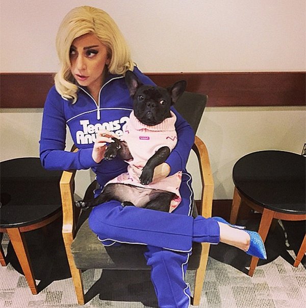 Леди Гага работает над линией одежды и кормов для собак