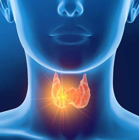Какие анализы сдавать на щитовидную железу?