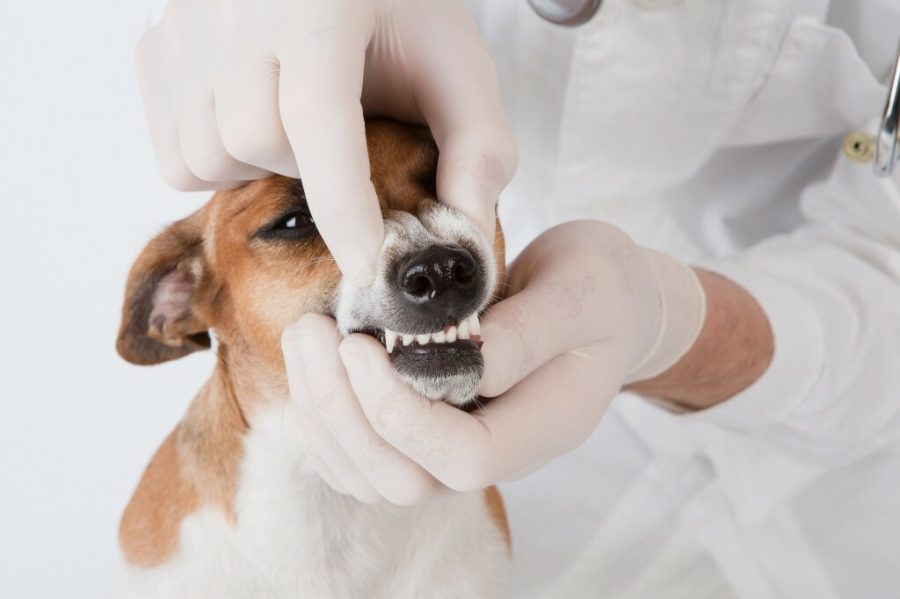 Когда следует обратиться к ветеринару-стоматологу?