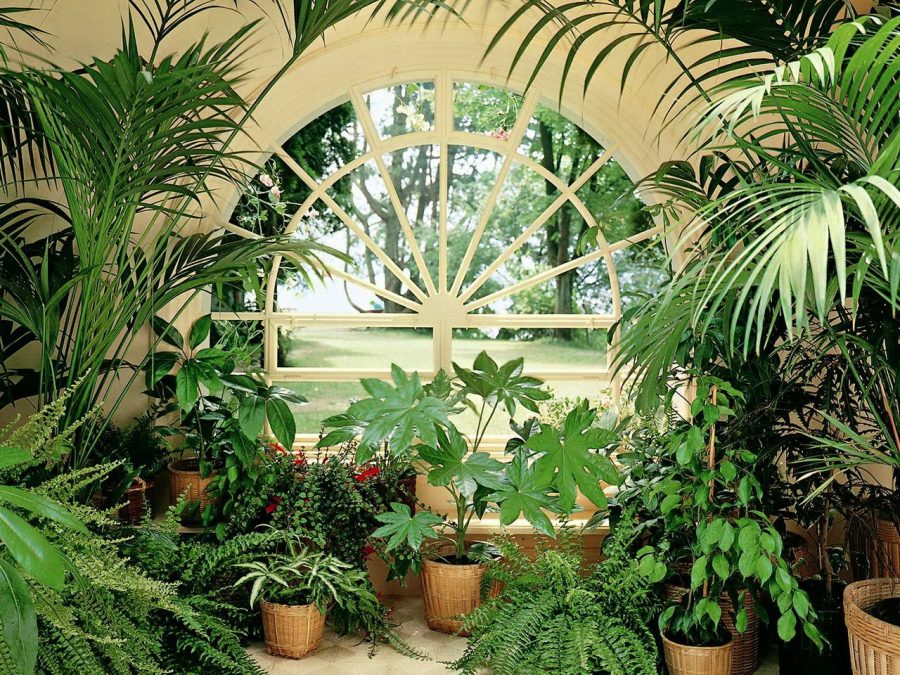 Выращивание комнатных растений: создание маленького рая внутри вашего дома