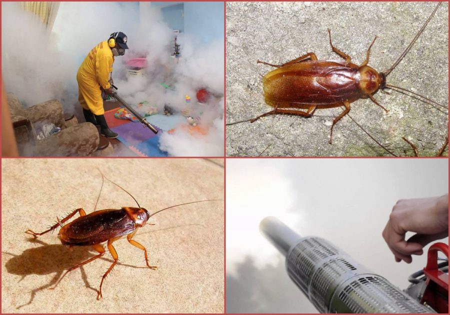 Дезинфекция от тараканов в квартире: как избавиться от этих неприятных гостей