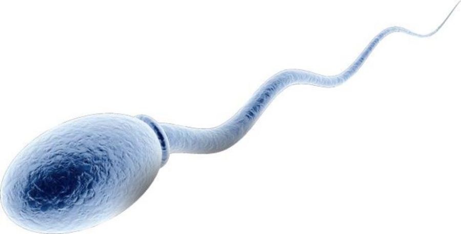 Нормы и отклонения в тесте на жизнеспособность сперматозоидов: как интерпретировать результаты